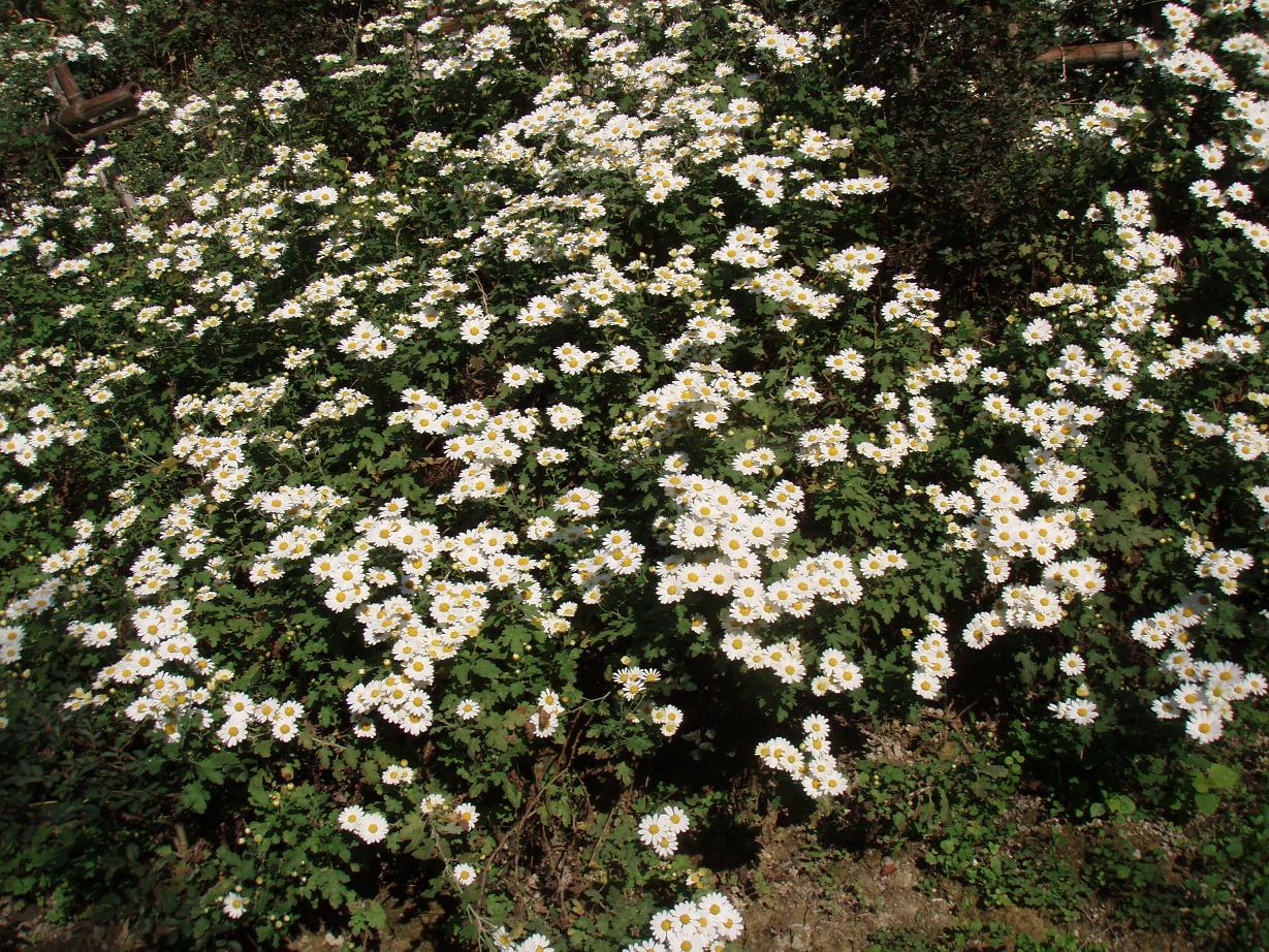 d0051106_23275977.jpg