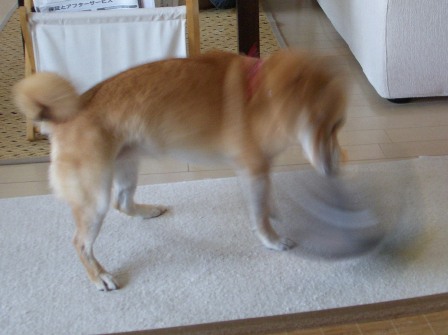 f0004309_1002824.jpg