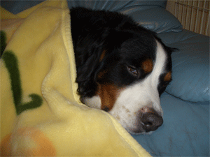 c0143711_1112798.gif