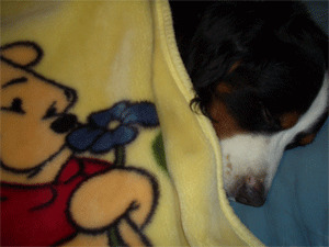 c0143711_112189.gif