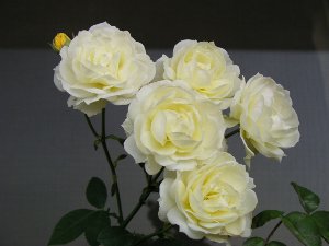 b0031925_1212286.jpg