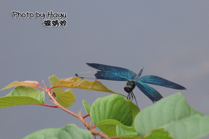 a0059328_1771551.jpg