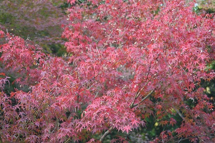f0063729_1184142.jpg
