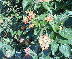 d0107938_13481757.jpg