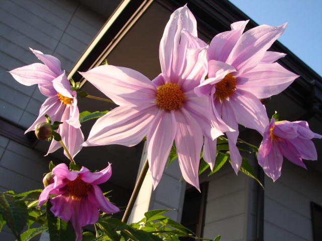 b0061261_22283268.jpg