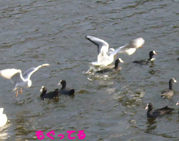 e0018604_1710391.jpg