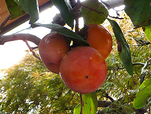 e0099905_22203546.jpg