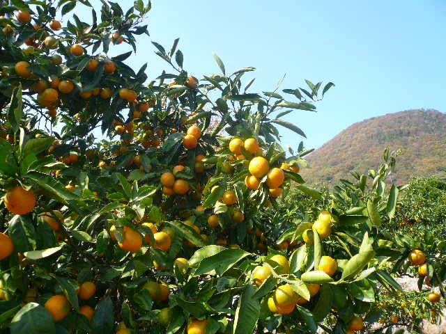 e0026017_10423650.jpg