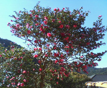 f0036223_103196.jpg