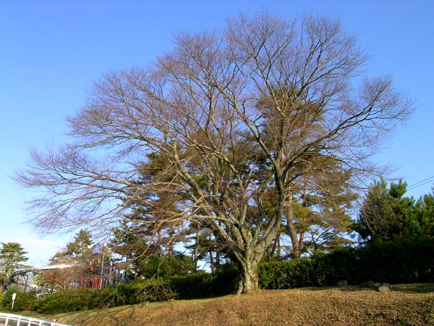 d0029829_811379.jpg