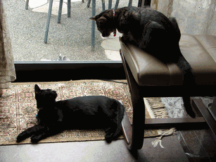 c0136736_1713511.gif