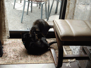 c0136736_17151625.gif