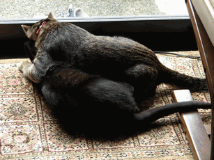 c0136736_17163550.gif
