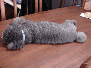 c0136736_17254582.gif
