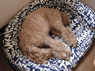 c0136736_1726216.gif