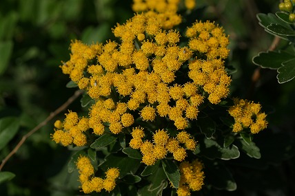 e0054067_09071.jpg
