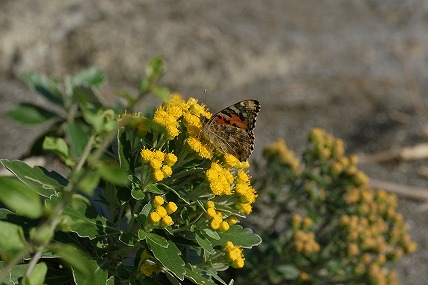 e0054067_09939.jpg