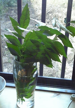 e0120575_23272093.jpg