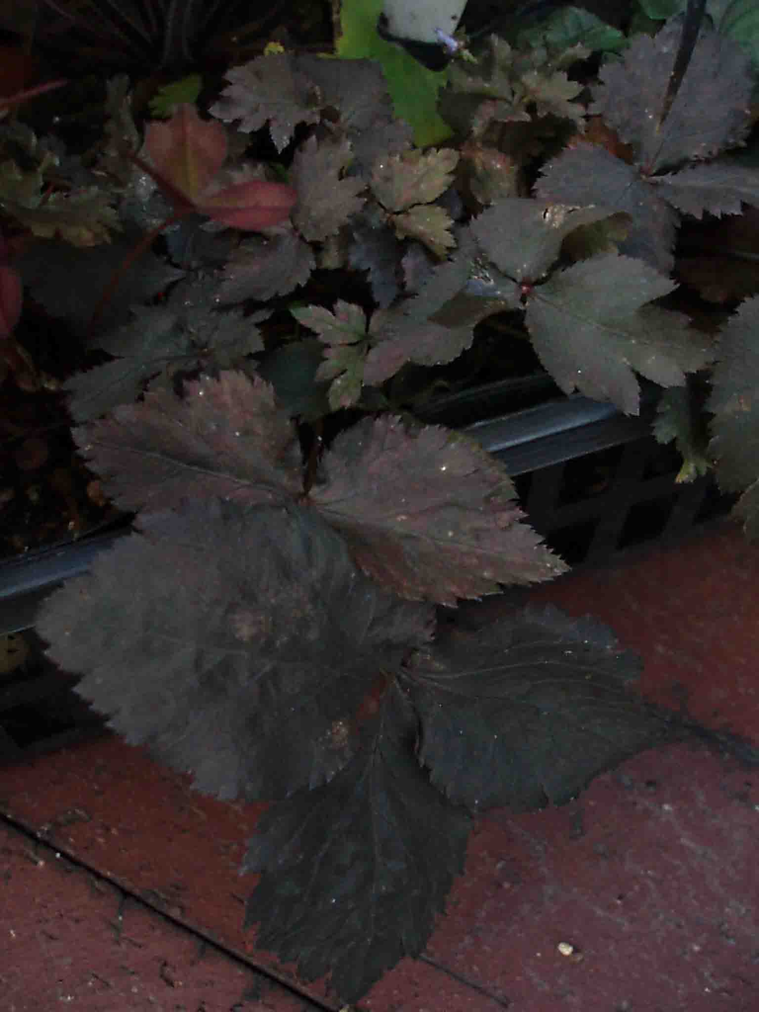 c0129702_0384819.jpg
