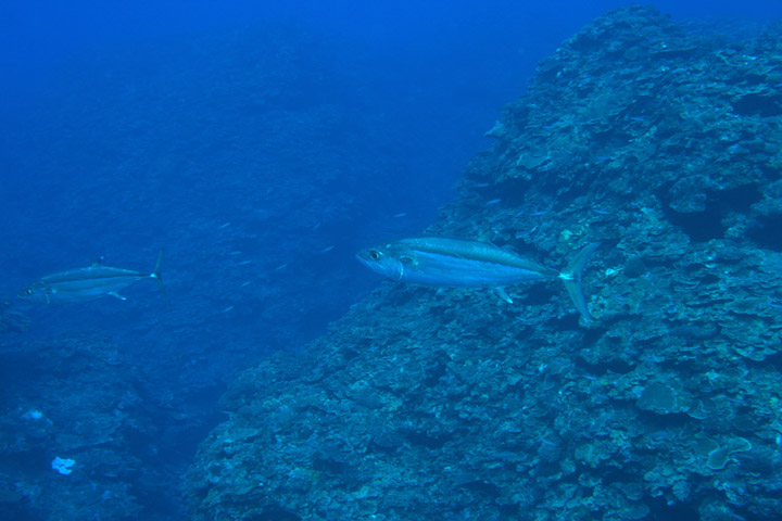 b0110406_1351846.jpg