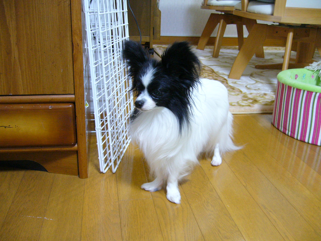 f0135021_21595997.jpg