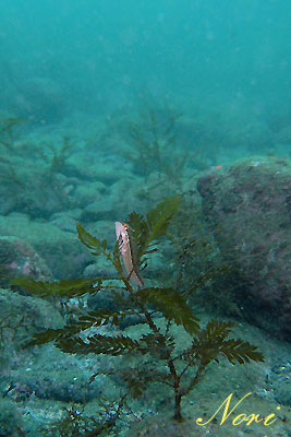 b0044726_0492746.jpg