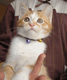 c0136736_2057447.gif