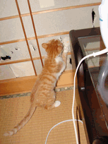 c0136736_20591016.gif