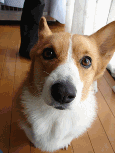 c0136736_20594966.gif
