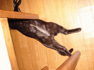 c0136736_2174469.gif