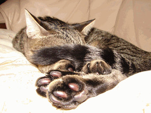 c0136736_2183493.gif