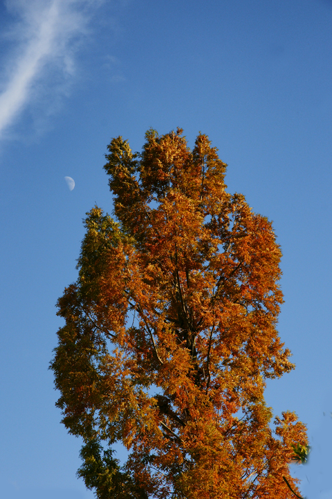e0002371_1736126.jpg