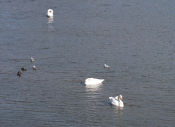b0076085_6423259.gif