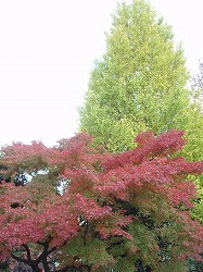 c0105785_9535139.jpg
