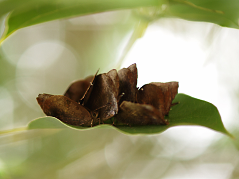 b0053192_675015.jpg