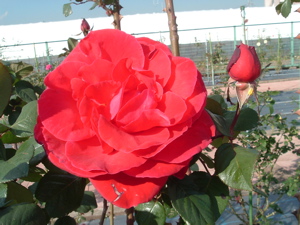 c0149195_2124462.jpg
