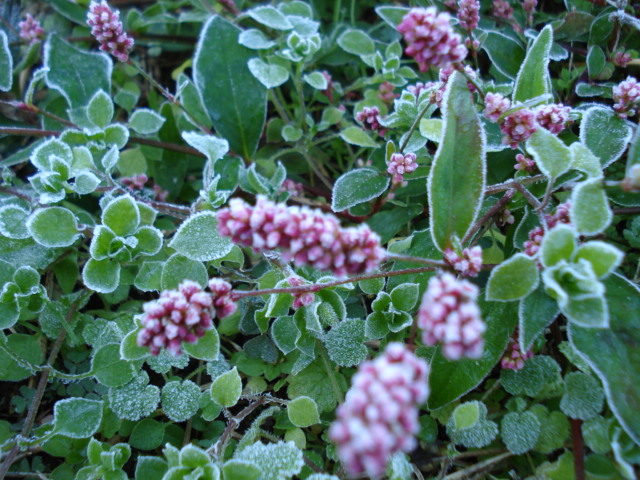e0015108_173752.jpg