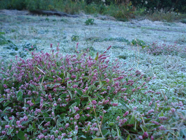 e0015108_175413.jpg