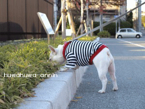 f0155120_2030419.gif