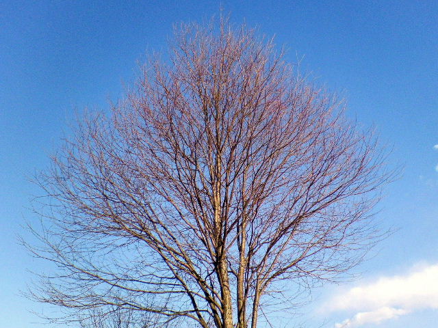 e0064133_1649298.jpg