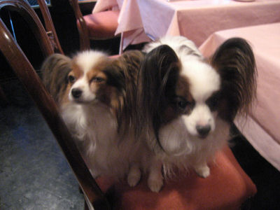 オーナーさんの愛犬フラン&スフレちゃん♪"