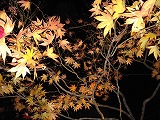 c0017046_2372651.jpg