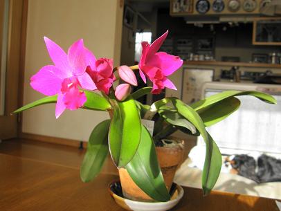 c0145250_10361750.jpg