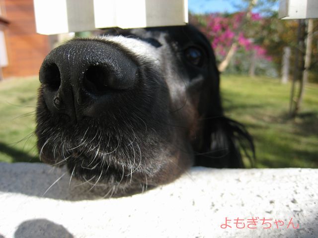 a0090451_22443268.jpg