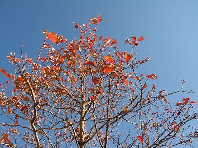 c0020653_21413270.jpg
