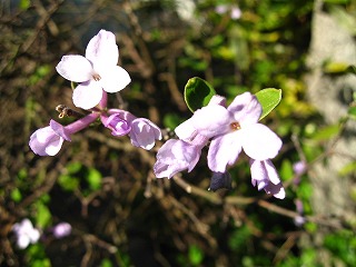 c0020653_21572688.jpg