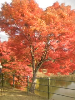 a0041964_1583089.jpg