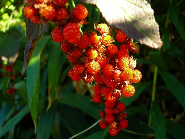 c0042869_20113011.jpg
