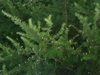 a0079880_20213044.jpg