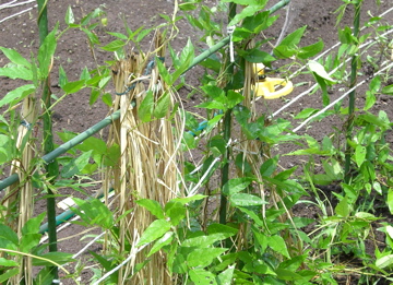 c0151898_17382521.jpg